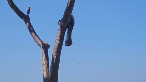 Squirrels hanging upside down eating nuts Stock Footage 289641682