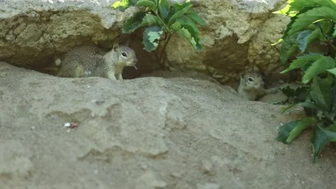 Squirrels hiding in Burrow - Slow Motion - Shallow Depth of Field Stock Footage 155730258