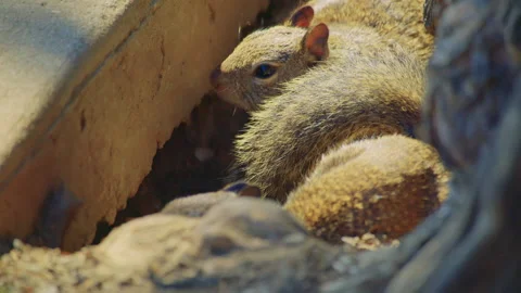 Squirrels Hiding in Crevice Stock Footage 293960607