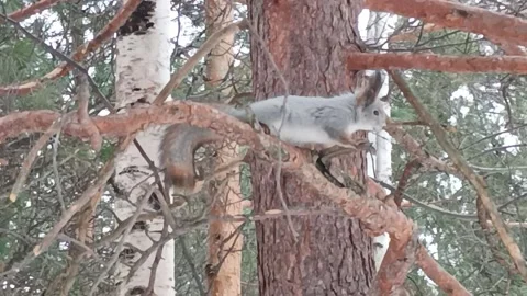 Squirrels jump on branches. squirrel park. In the woods. gray squirrel coats. Vídeo Stock 238388836