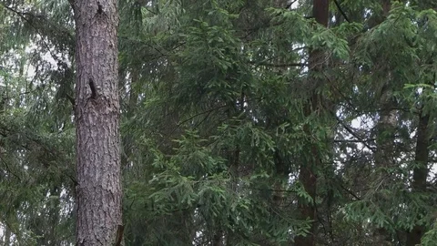 Squirrels jump from a trunk of pine. Stock Footage 75749541