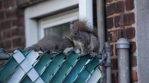 Squirrels making love Stock Photos