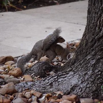Squirrels mating Stock Photos
