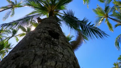Squirrels moving towards camera on a palm tree. Shot from the ground Stock Footage 158524471