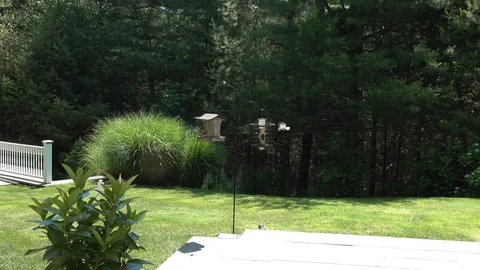 Squirrels never gave up Stock Footage 129693776