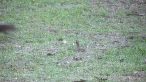 Squirrels Out 2 Stock Footage 132802268