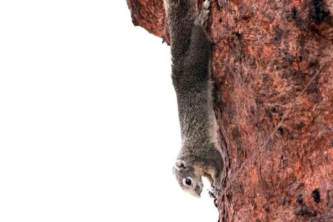 The squirrels in the park. Foto stock