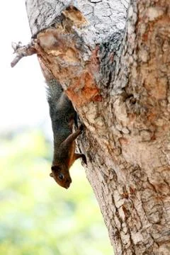 The squirrels in the park. Stock-Fotos