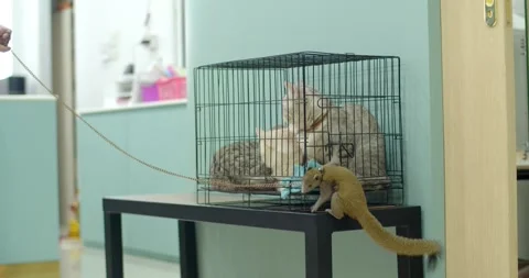 The squirrels perched on the cages of the 3 cats. They were like friends. Stock Footage 254896498