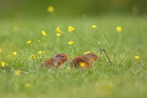 Squirrels Stock Photos