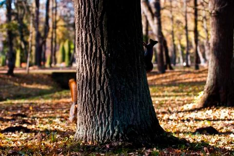 Squirrels play in the forest Stock Photos