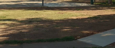 Squirrels playing and running on meadow near pathway in park Stock Footage 318960566