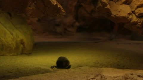 Squirrels playing Stock-Footage 10854456