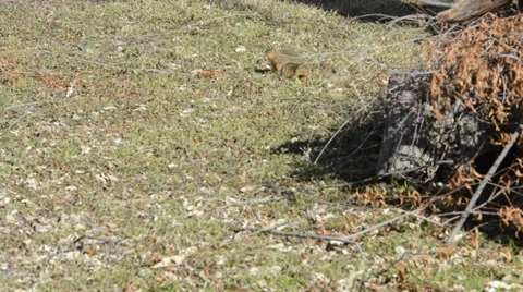 Squirrels playing Stock Footage 33821957