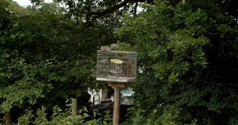 Squirrels playing Stock Footage 112000392