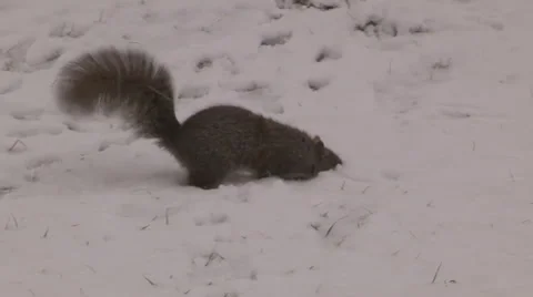 Squirrels playing in the snow on winter day in the park Stock Footage 48972259