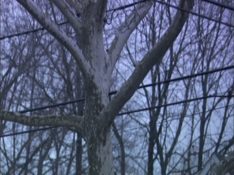 Squirrels playing on telepone wire pan right Stock Footage 2881616