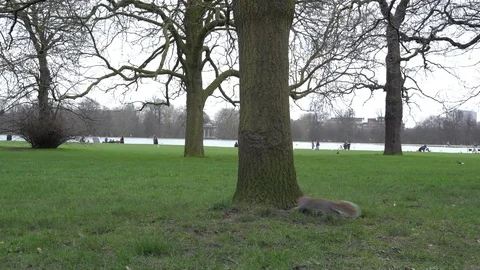 Squirrels playing in the trees of Hyde Park in London. 4K. Stock Footage 126274799