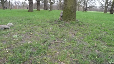 Squirrels playing in the trees of Hyde Park in London. 4K. Stock Footage 126274929