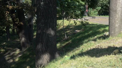 Squirrels run on green grass and tree trunks Stock Footage 151645161