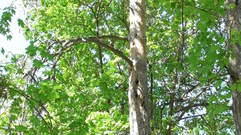 Squirrels run on a pine branch Video stock 121023774