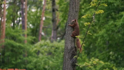 Squirrels run through the woods Stock Footage 109243470