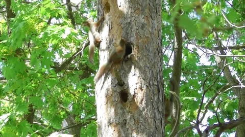 Squirrels run on the trunk of an old pine tree Video stock 121023798