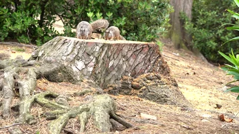 Squirrels running around on tree stump Stock Footage 238490209