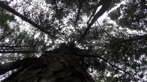 Squirrels running around the tree trunk Stock Footage 39821976