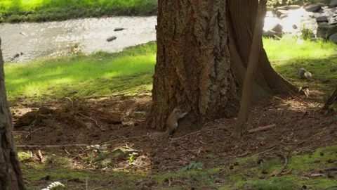 Squirrels running up a tree after exploring the forest ground 库存影片 323772555