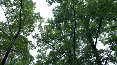 Squirrels scamper along the branches on the treetops. Vídeos de archivo 259383249