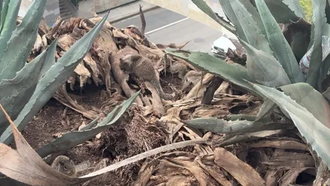 Squirrels scattering through bluff-top agave, Santa Monica Video stock 345266865