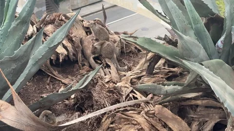 Squirrels scurrying among agave plants on a Santa Monica bluff Stock Footage 345266883