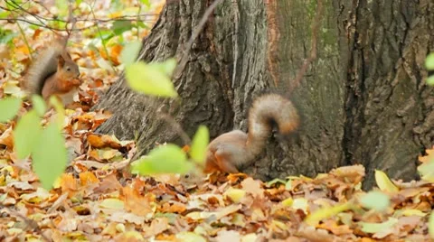 Squirrels search for meal Vídeo Stock 10797589