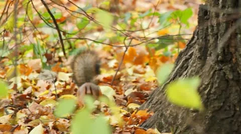 Squirrels, sequence Video stock 10956835