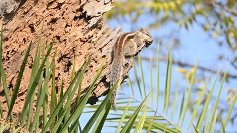 Squirrels sitting on dried tree. Stock Footage 304020193