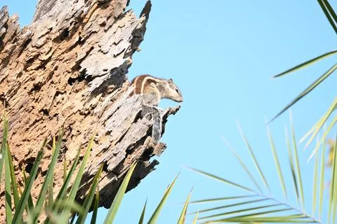 Squirrels sitting on dried tree. Stock Photos