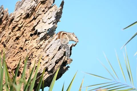 Squirrels sitting on dried tree. Stock Photos
