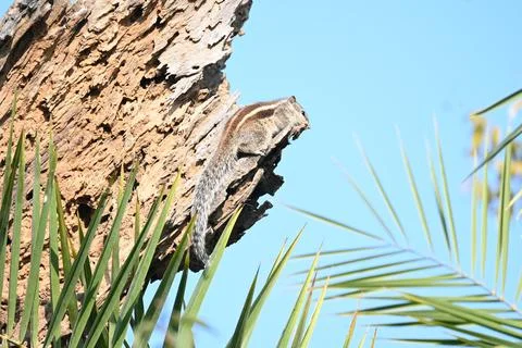 Squirrels sitting on dried tree. Stock Photos