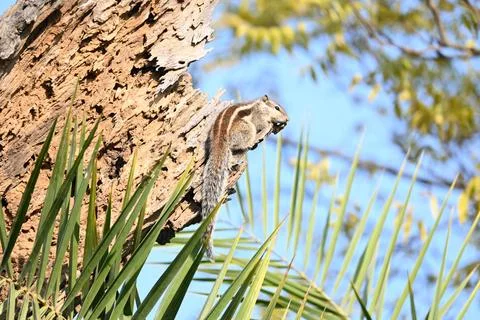 Squirrels sitting on dried tree. Stock Photos