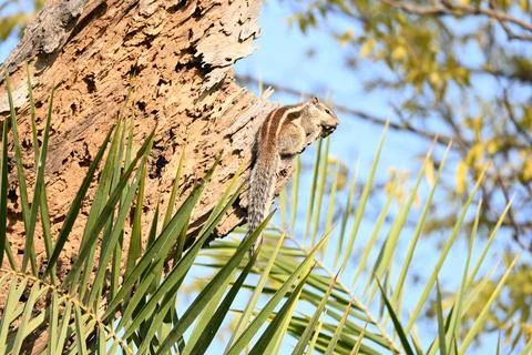 Squirrels sitting on dried tree. Stock Photos