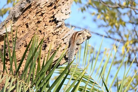 Squirrels sitting on dried tree. Stock Photos