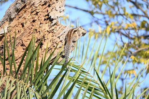 Squirrels sitting on dried tree. Stock Photos