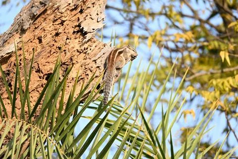 Squirrels sitting on dried tree. Stock Photos
