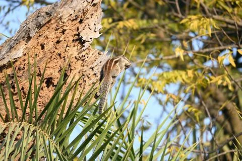 Squirrels sitting on dried tree. Stock Photos