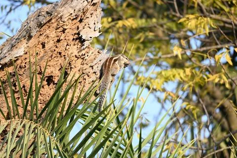 Squirrels sitting on dried tree. Stock Photos