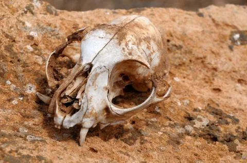 Squirrel's skull abandoned in the desert Stock Photos