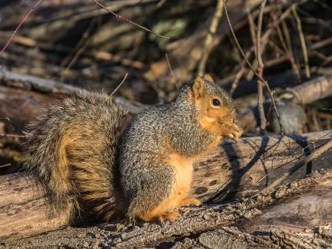Squirrels snack time. Stock Photos