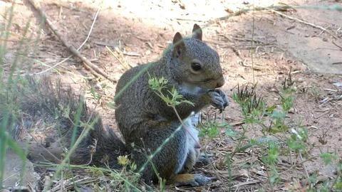 Squirrel's Snack Time Stock Photos