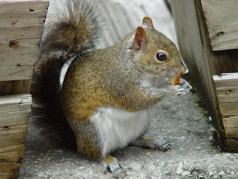Squirrel's Snack Time Stock Photos
